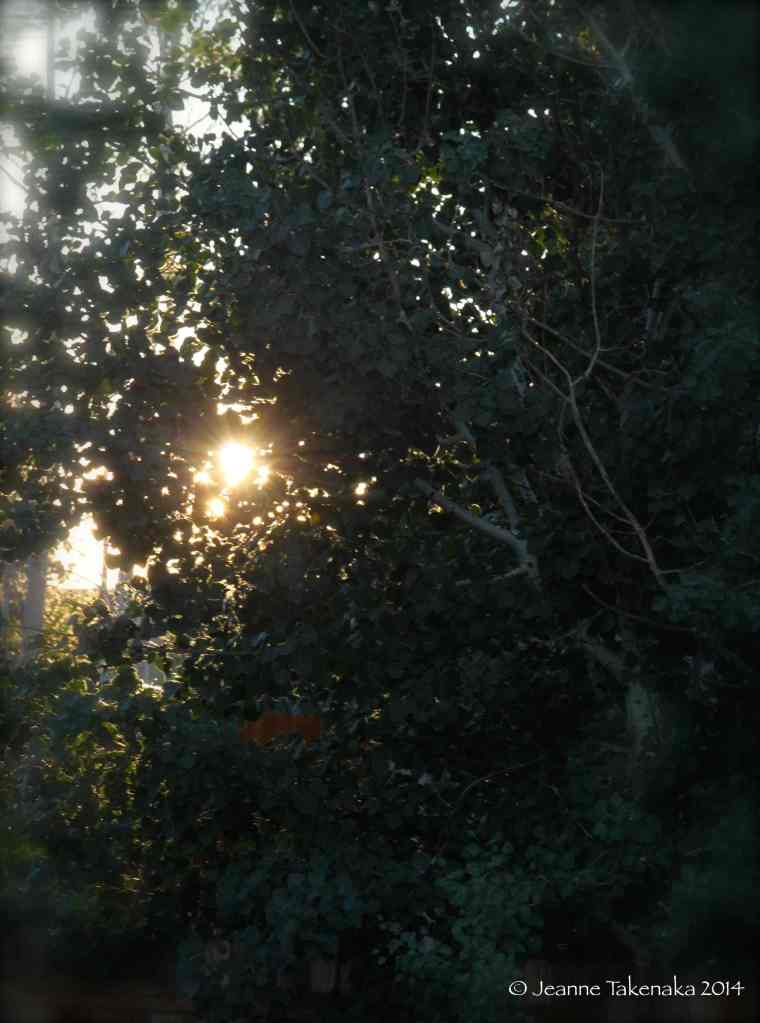 Sunlight through leaves