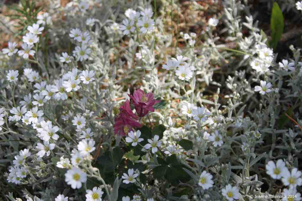 Wild flowers burgundy amid white