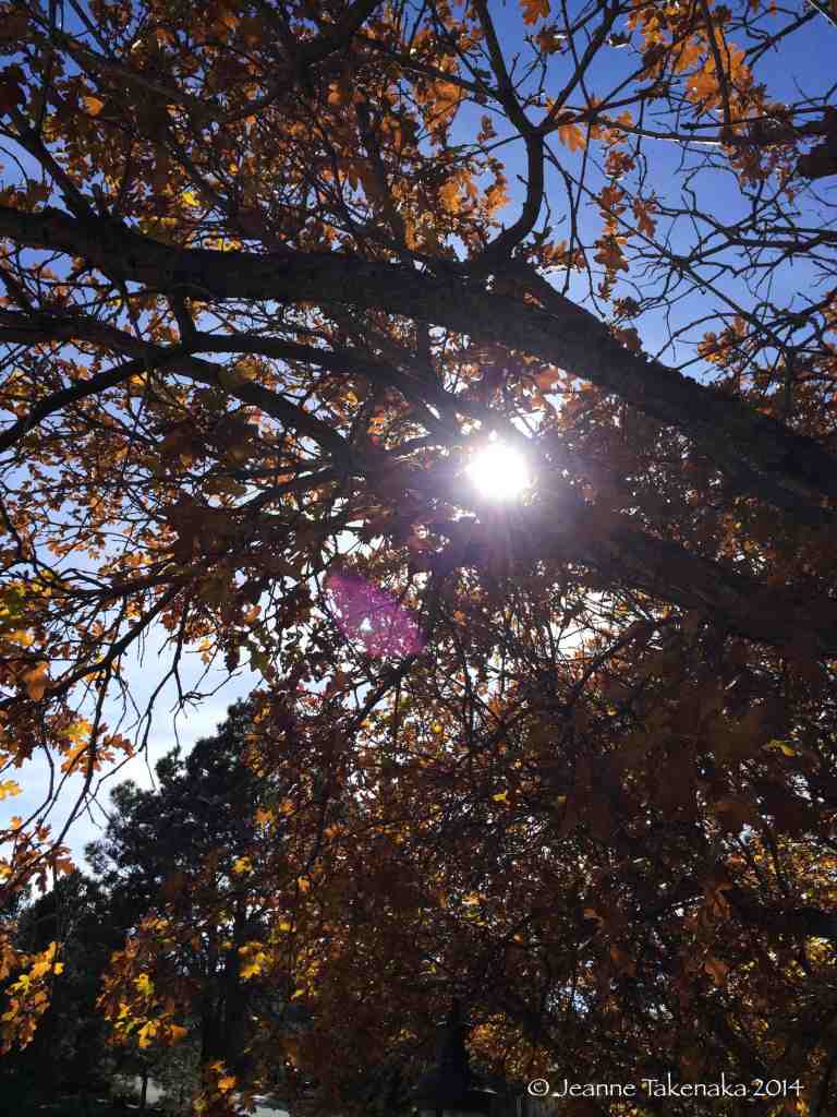 Sun in leaves