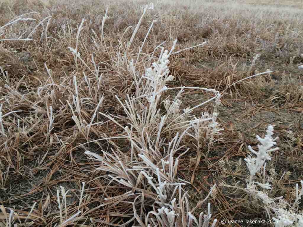 Hoarfrost grasses