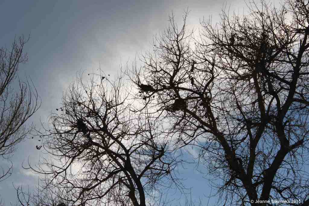 Bare branches blue sky