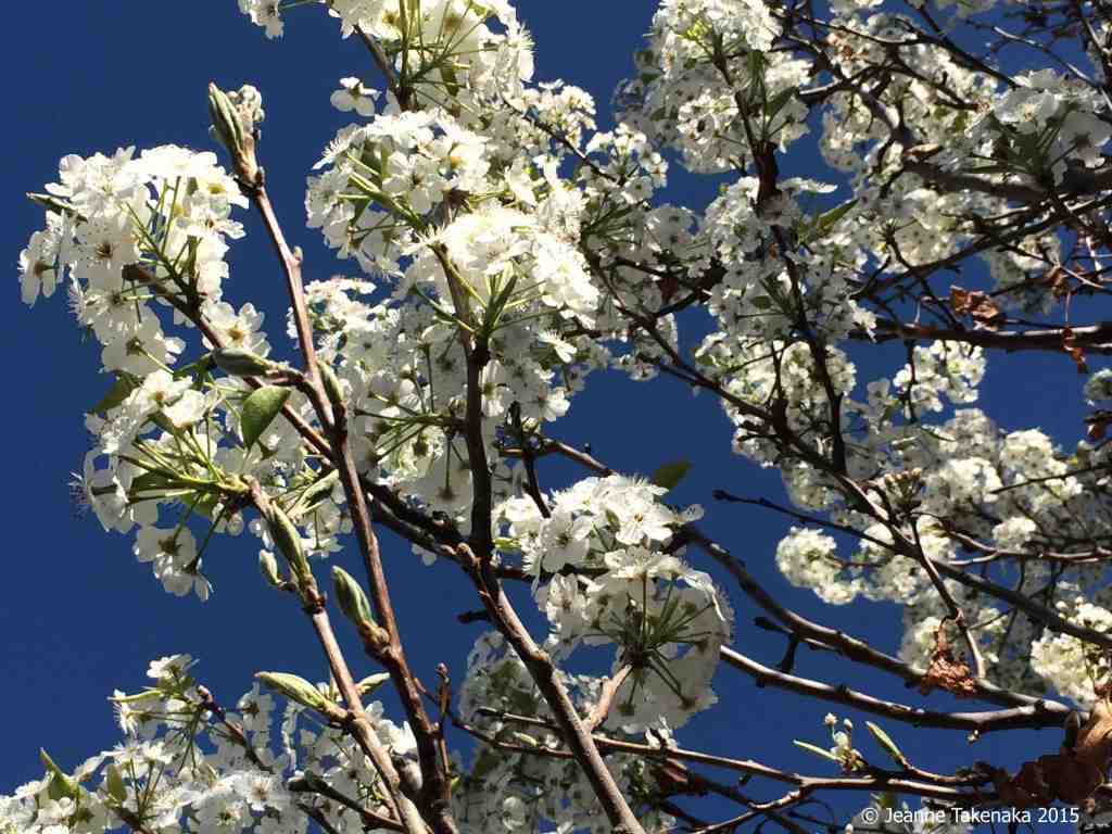 White blossoms, blue sky