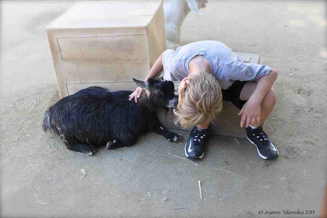 Boy meets goat