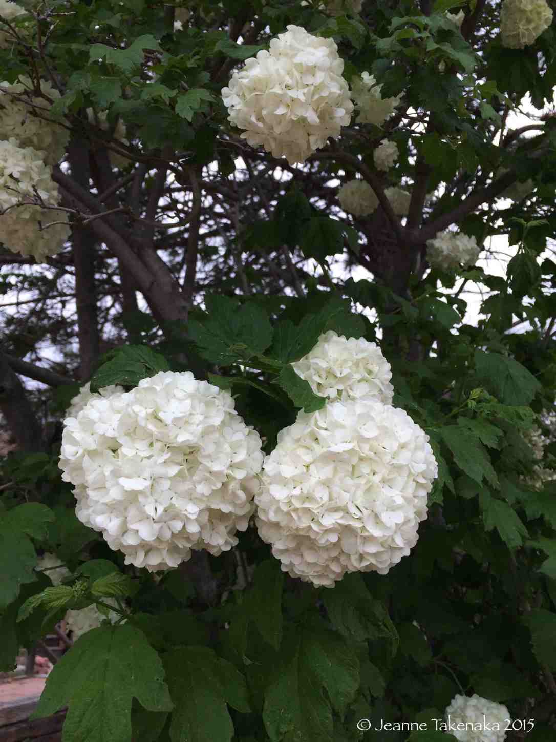 Snowball clusters