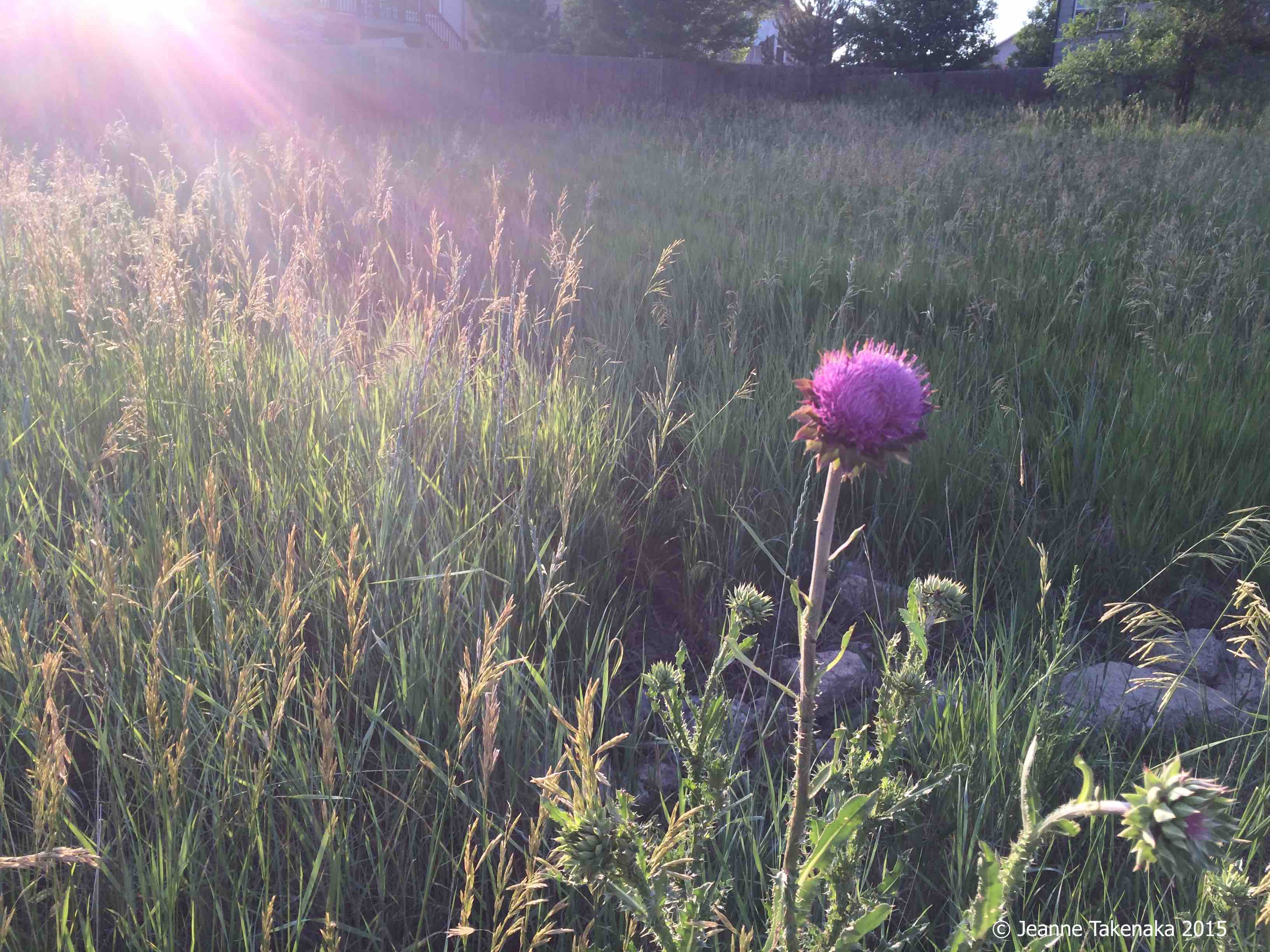 Thistle in evening
