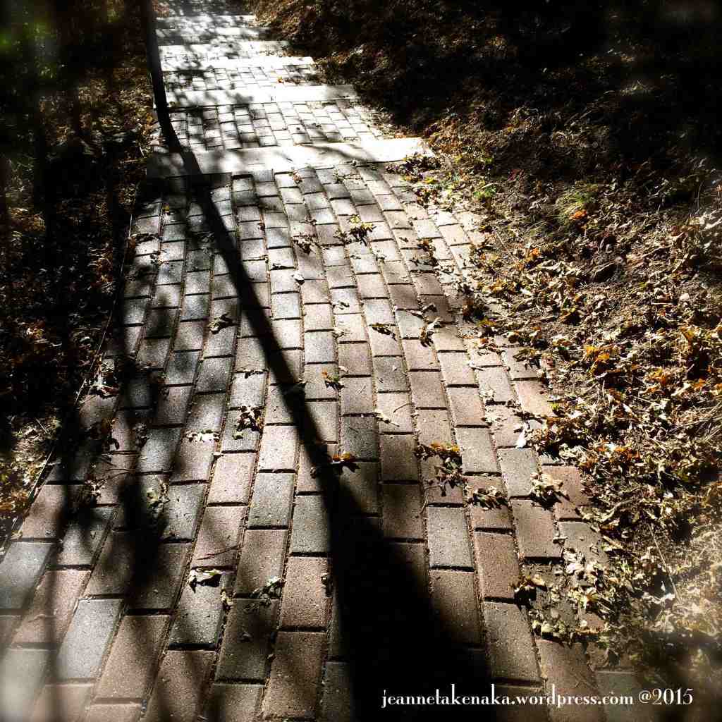 Leafy shadowed path