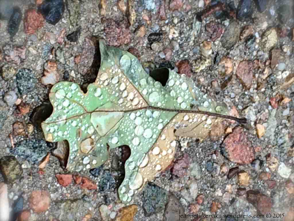Rain covered leaf