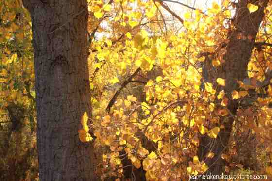 golden-leaves