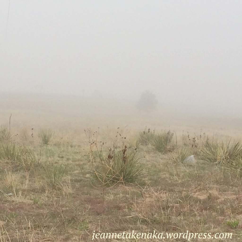 fog-in-the-grasses