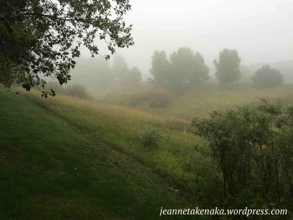 foggy-morning-trees