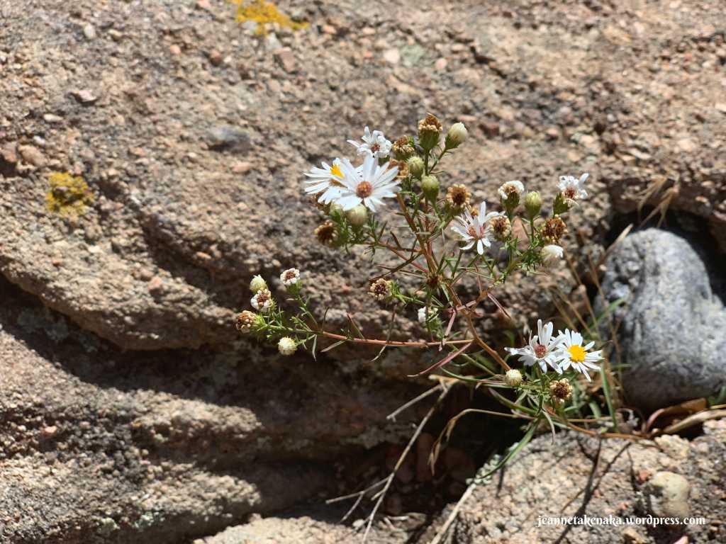 Image of wildflowers growing from a crevice between rocks