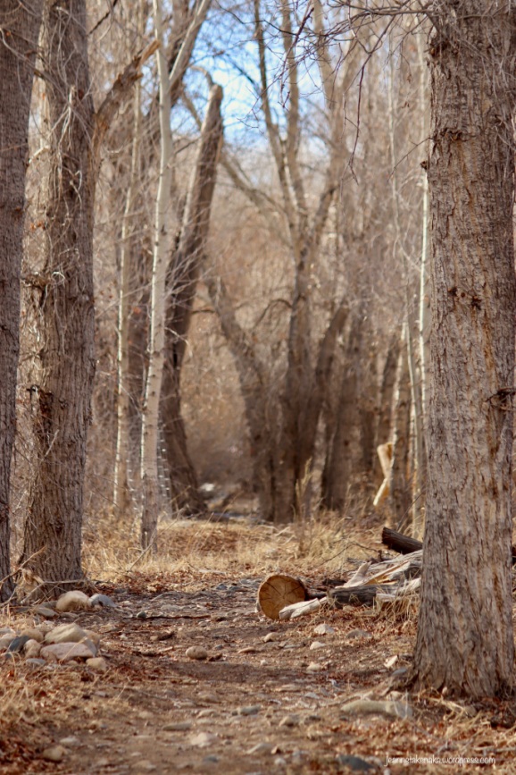 A path with rocks and tree stumps that weaves between tall trees