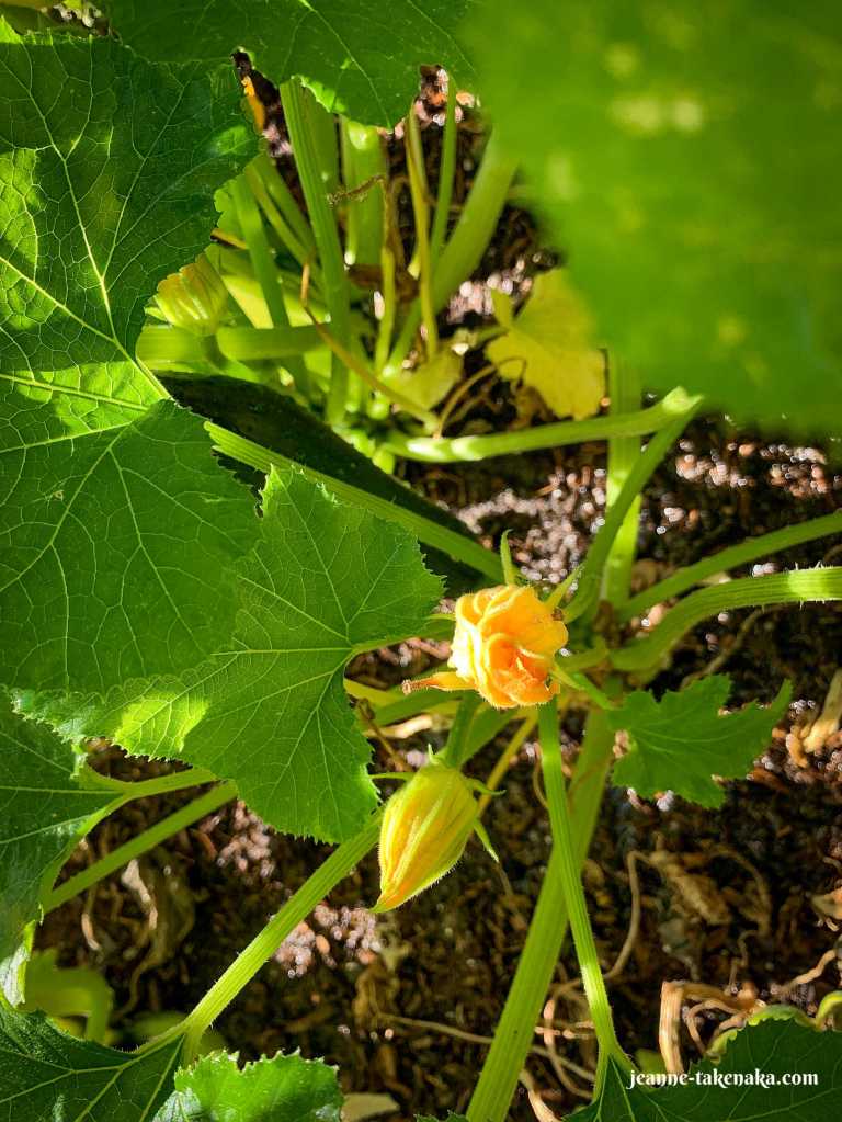 A zucchini blossom in a garden, a reminder that we must cultivate joy